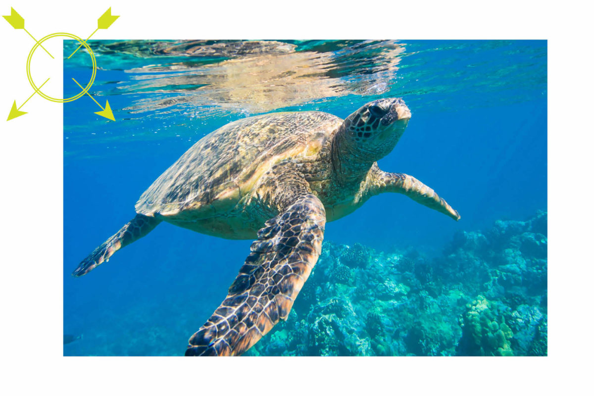 Conservation turtles